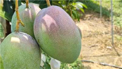 Mango variedad "Taichung N.º 1" (Foto: captura de vídeo)