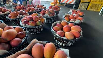 Mangos de Tainan en el mercado de Yujing (Foto: captura de vídeo)