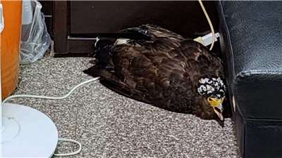 Águila culebrera chiíla que se ha instalado en un hogar de Taiwán (Foto: captura de vídeo)