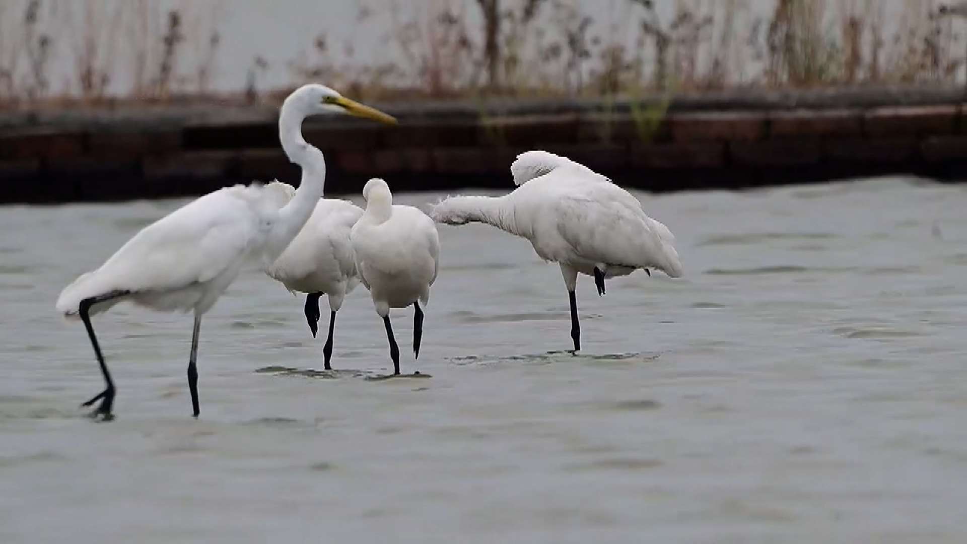 Espátulas menores llegan a Taiwán para pasar el invierno (Foto: captura de vídeo)