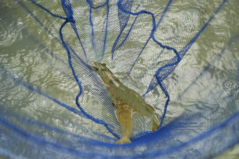 Crevettes dans le centre d'élevage de réserve à Pingtung  (photo : CNA)
