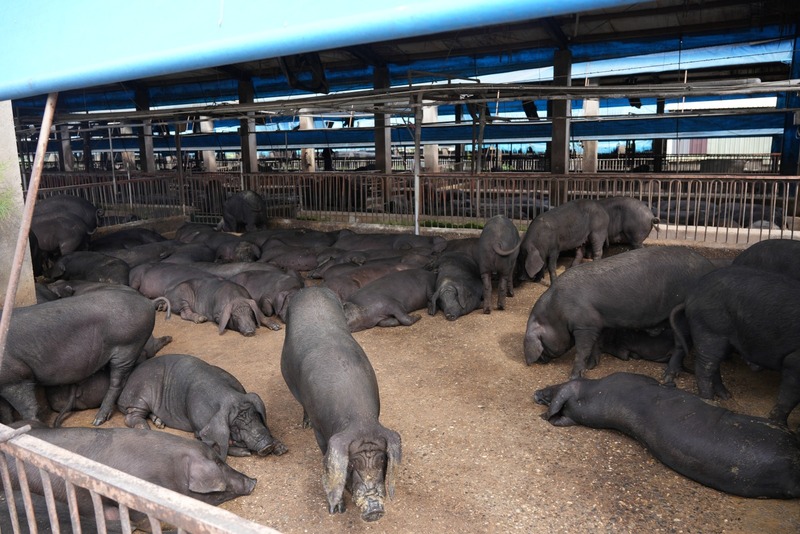 Un élevage de porcs à Pingtung (Photo CNA)