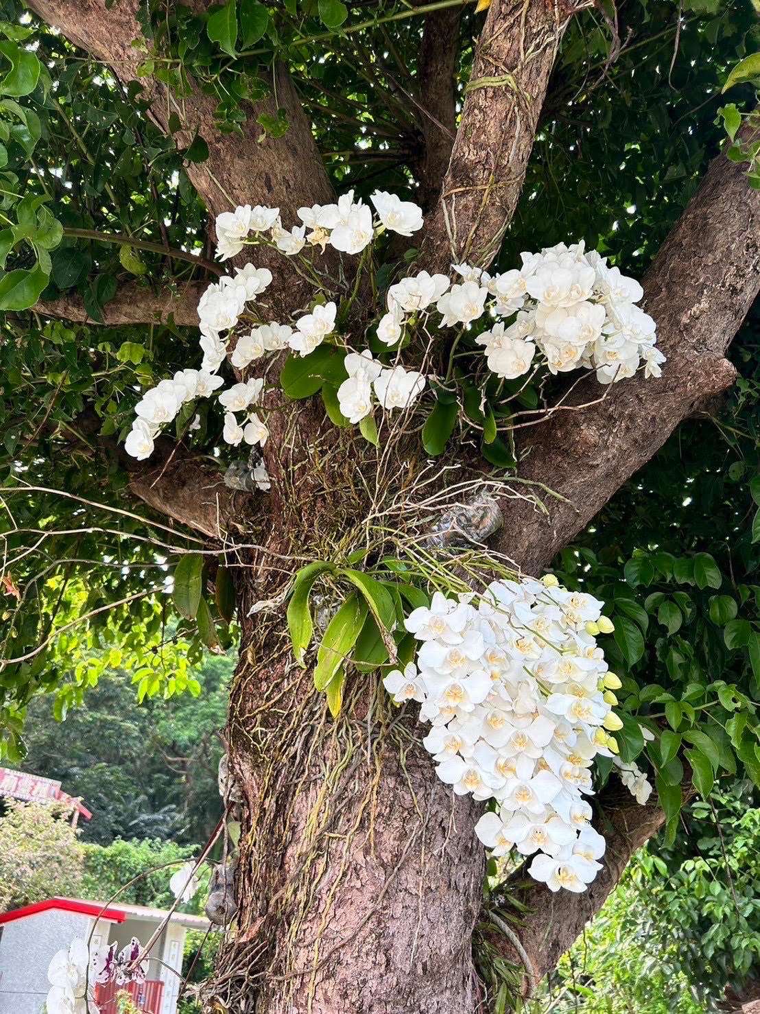 Des orchidées Phalaenopsis aphrodite réintroduites dans le village Kaoshi, dans l'extrême sud de Taïwan (Photo fournie par Chen Mei-hui)