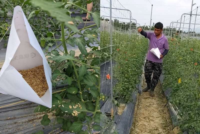 L'examen national de qualification pour le métier de phytopathologiste a légalisé cette profession. (photo archives, CNA)