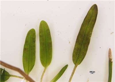 Des herbes marines Halophila beccarii (Photo : Site du ministère de l'Agriculture)