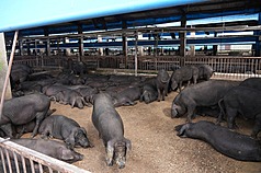 Un élevage de porcs à Pingtung (Photo CNA)