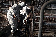 Les soldats assistent le travail de nettoyage et de désinfection de l'élevage de porcs touché par la grippe aviaire africaine (Photo CNA)