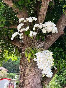 Des orchidées Phalaenopsis aphrodite réintroduites dans le village Kaoshi, dans l'extrême sud de Taïwan (Photo fournie par Chen Mei-hui)
