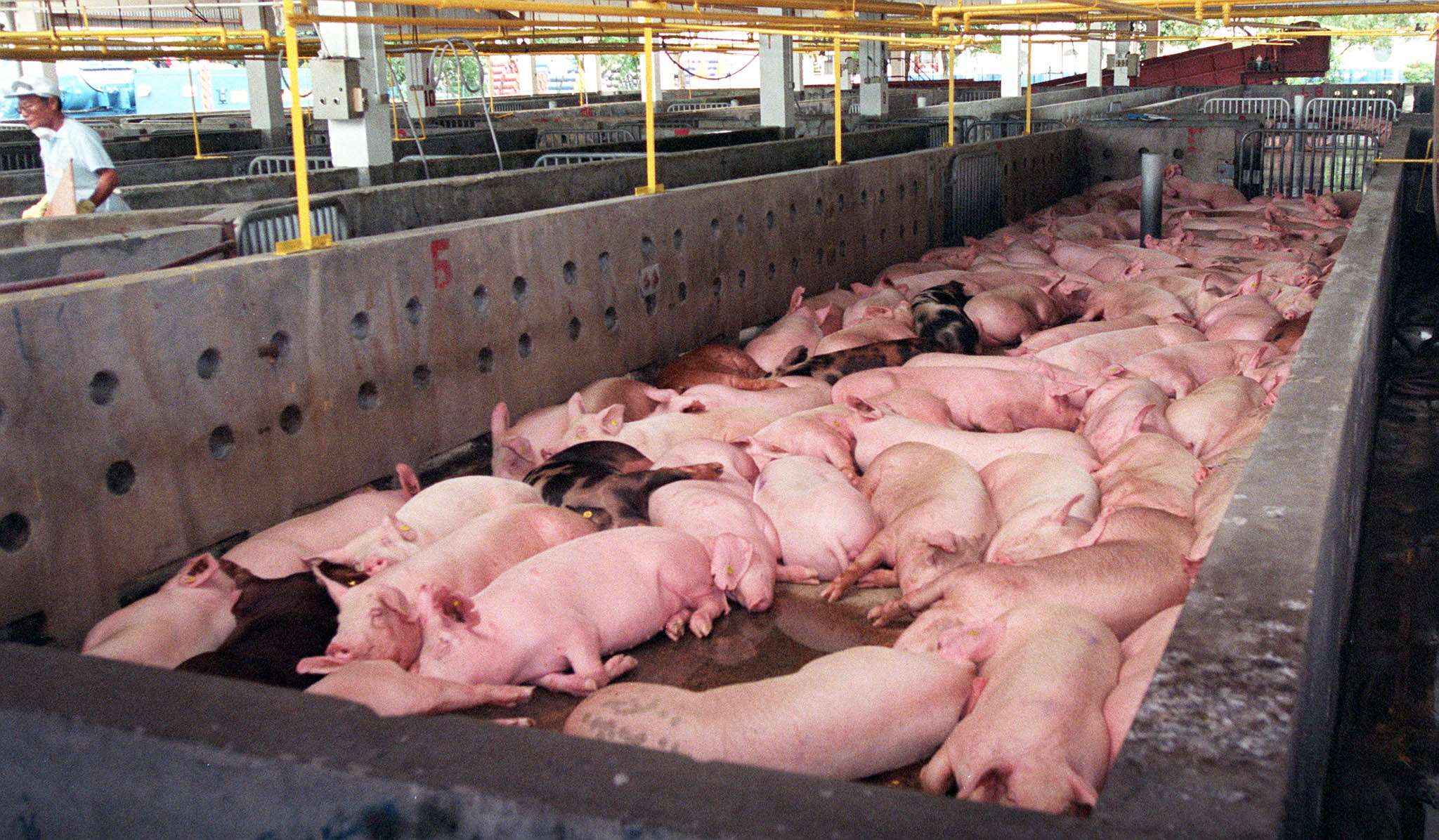 Peste porcine africaine : l'utilisation des restes alimentaire dans l'élevage au centre du débat (Image : archive AFP)