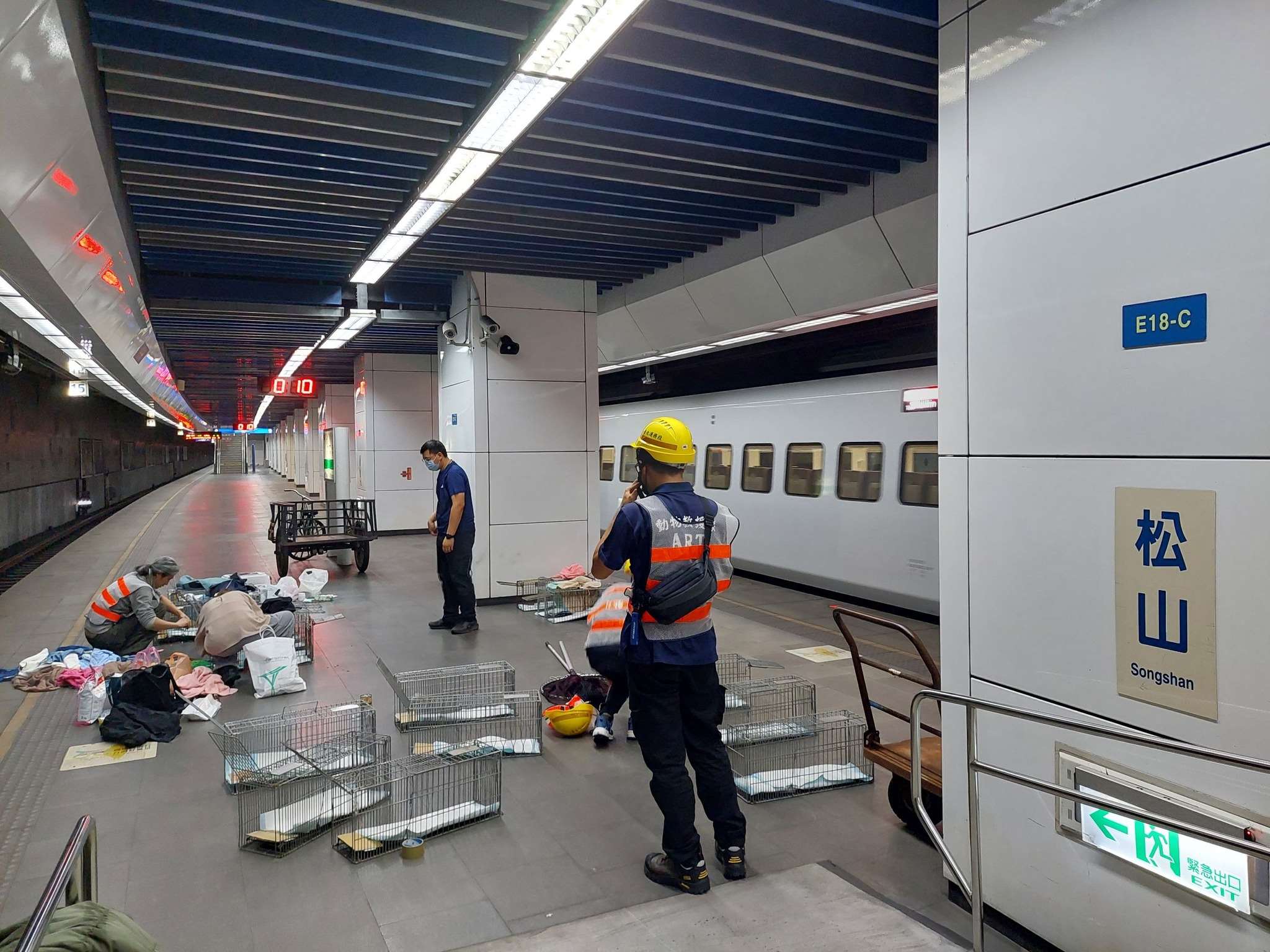 Tentative pour essayer d'attraper un chat qui s'est échappé de sa cage à la gare de Songshan à Taipei (photo : Bureau de la protection animale de Taipei)