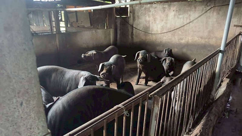 Après 7 ans de lutte, la peste porcine africaine finit par frapper Taïwan