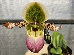 Orchidée "sabot de Venus" (photo, CNA)