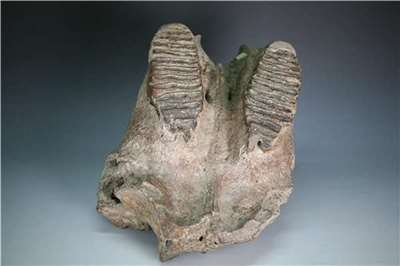 Le palais supérieur d'un éléphant Palaeoloxdon du Musée national des Sciences naturelles de Taïwan (photo, Musée national des Sciences naturelles)