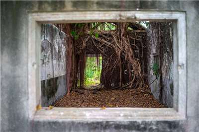 L'enchevêtrement des racines et des bâtiments donne un paysage spectaculaire dans l'ancien village de garnison de Huwei du comté de Yunlin (photo : Sasa)