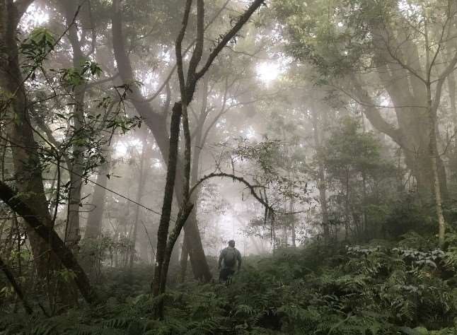 A la recherche des thés de montagnes (Photo Site Web de l'institut de recherche forestière)