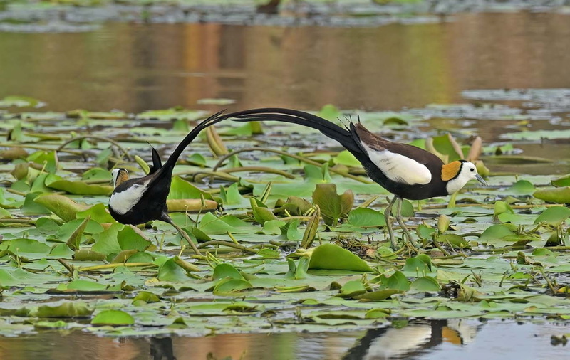 Jacana à longue queue (archives, CNA)