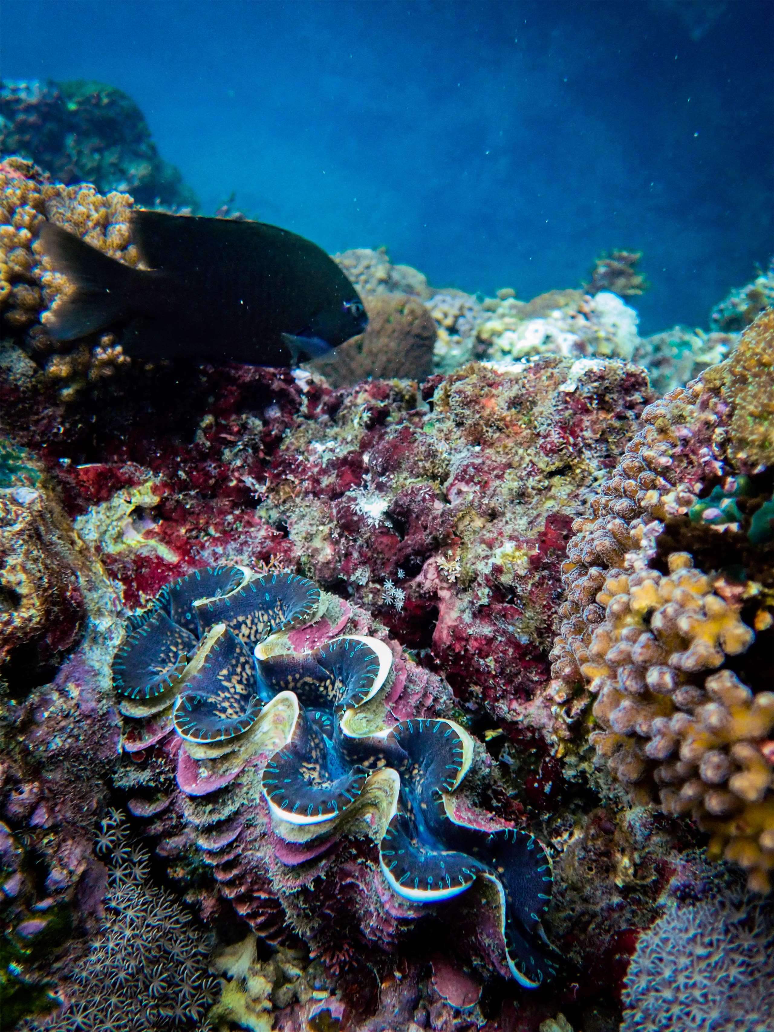 La population des Tridacninae à Fengbin, dans le comté de Hualien (photo, Chen Chieh-min)