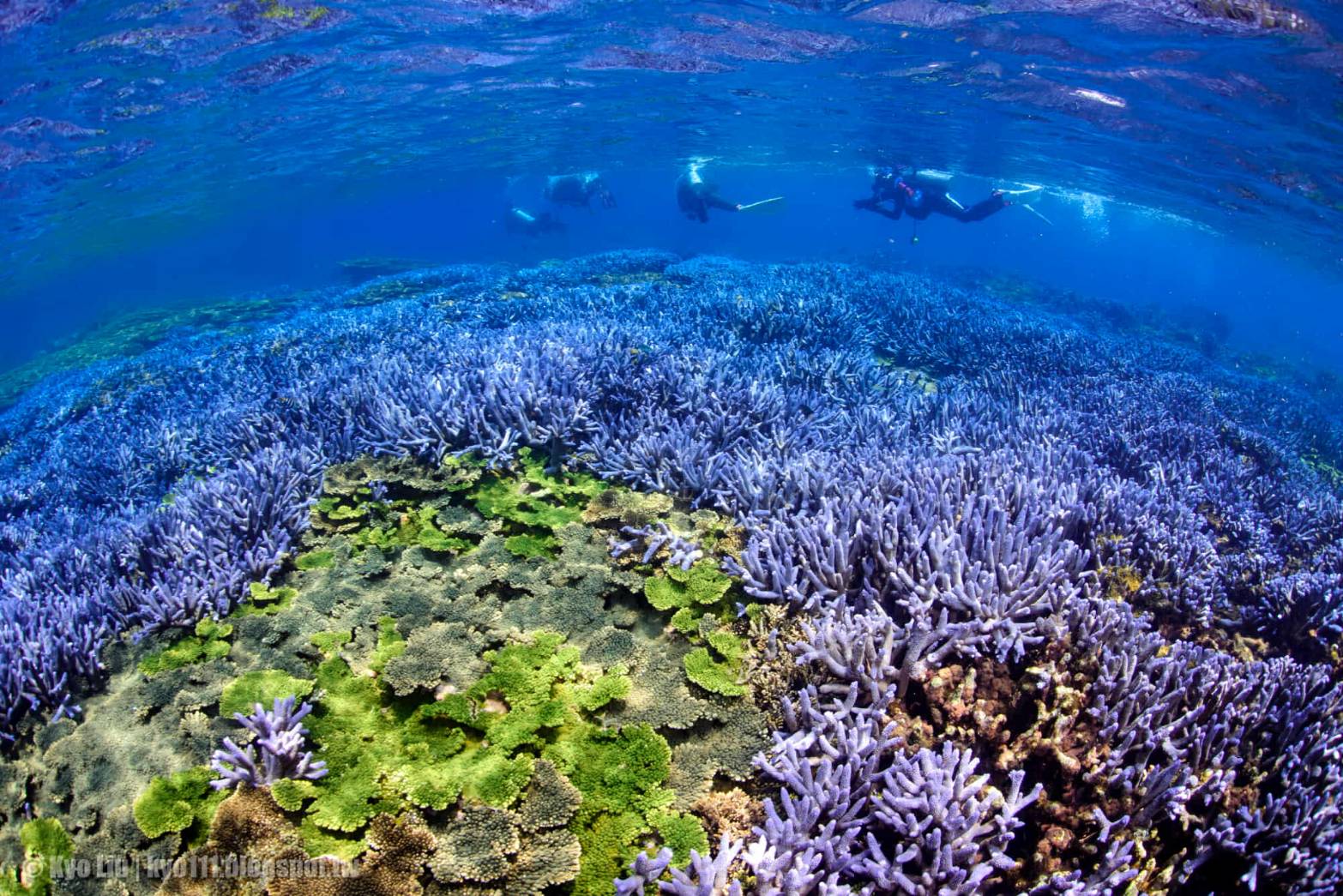 Corail au large des Iles Pescadores（photo : 京太郎）