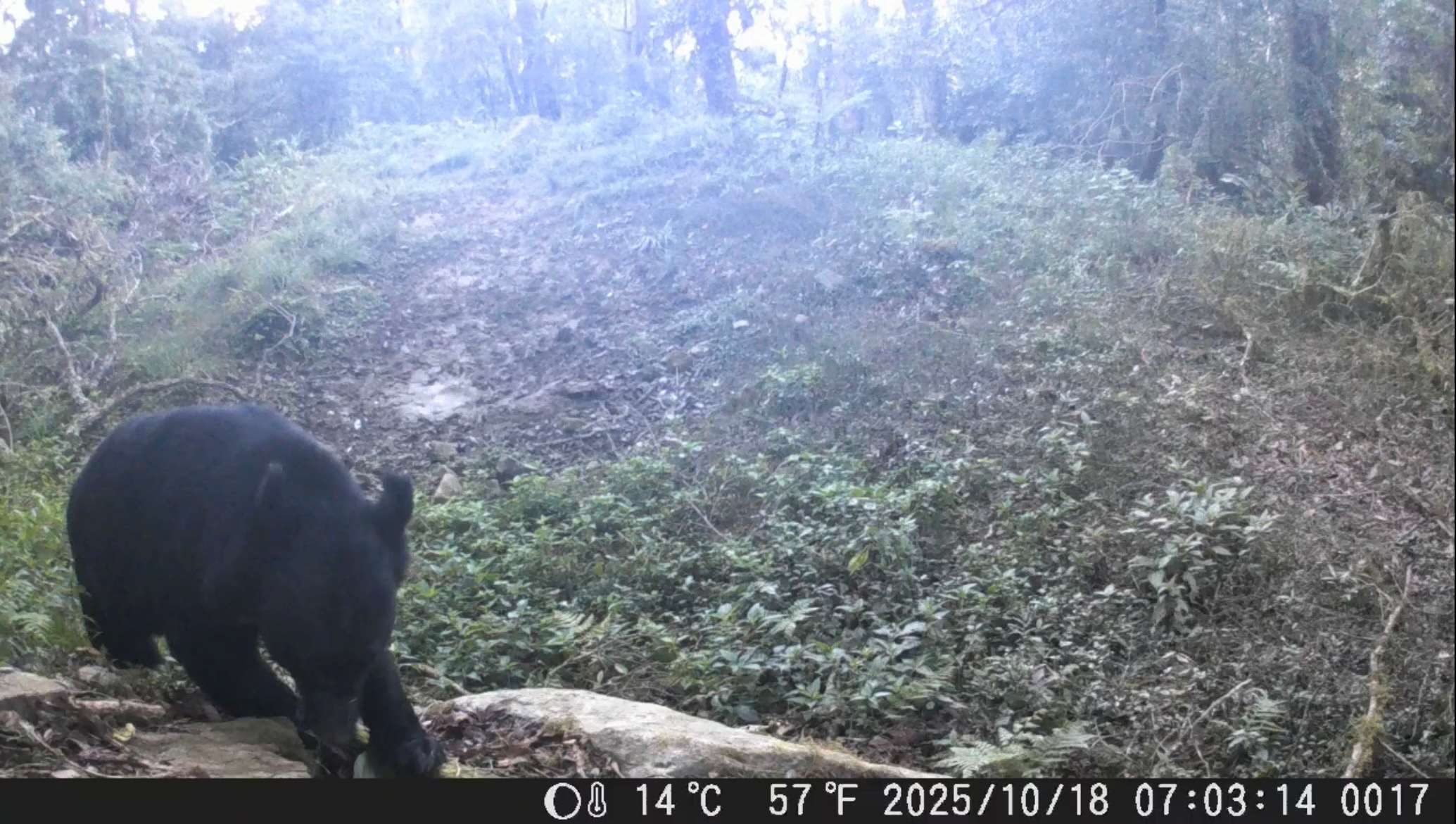 Ours noir formosan aperçu dans les montagnes du centre de Taïwan (photo : bureau de protection des forêts de Chiayi)