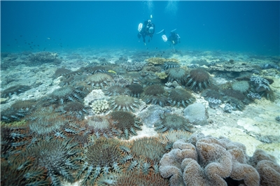 Les coraux des îles Pratas menacés par un invasion continue d'étoiles de mer (photo, Chang Shih-chia)