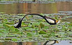 Jacana à longue queue (archives, CNA)