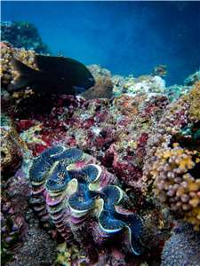 La population des Tridacninae à Fengbin, dans le comté de Hualien (photo, Chen Chieh-min)