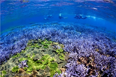 Corail au large des Iles Pescadores（photo : 京太郎）