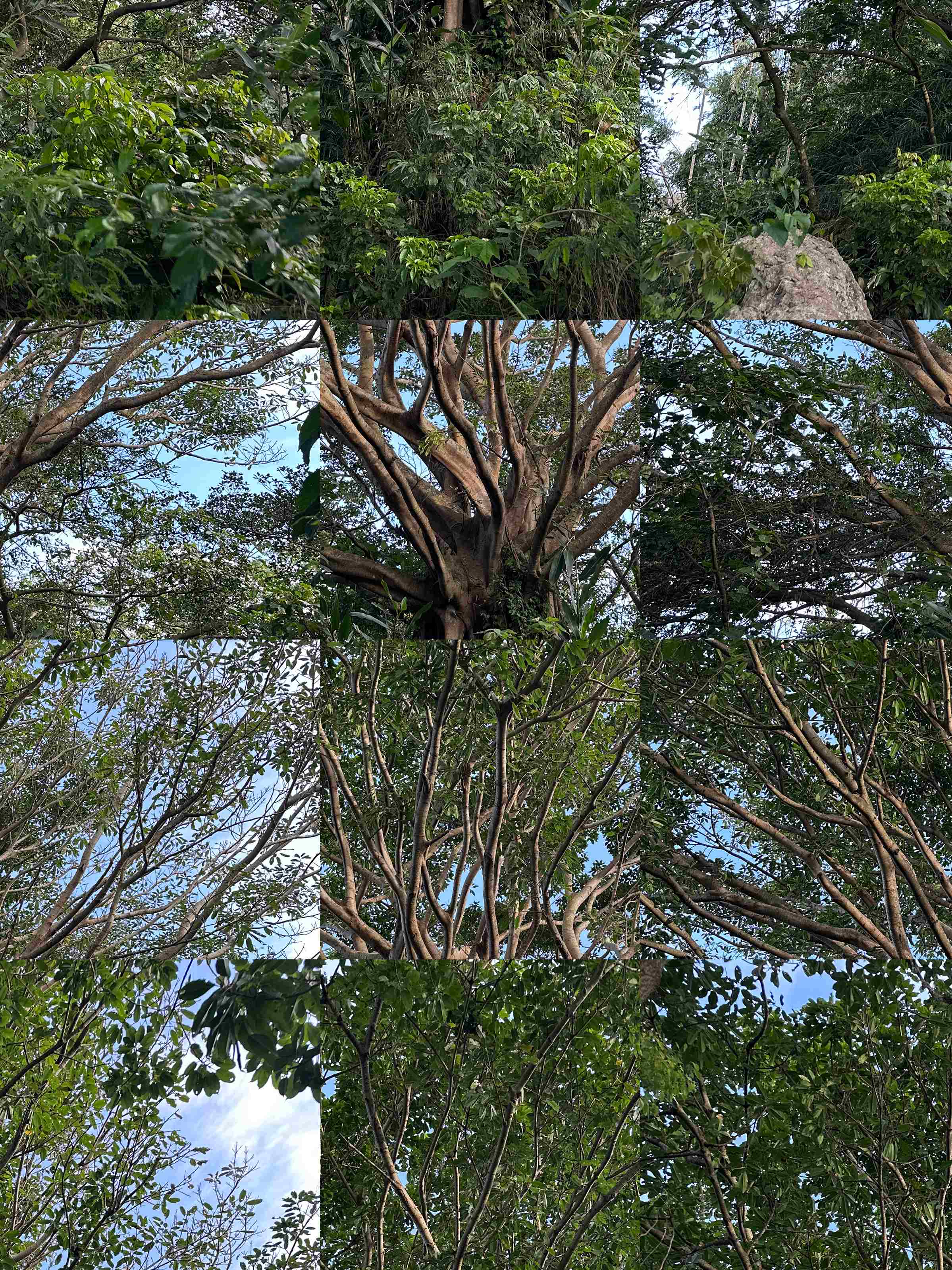 Le décryptage d'aujourd'hui s'intéresse à une légende que l'on retrouve sous différentes versions chez les peuples autochtones de Taïwan, mais aussi au-delà, celle de "petites personnes" espiègles à la peau sombre, aux cheveux frisés et qui jouent des tours aux humains… (Image : Lisa Duffaud)