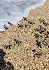 Une centaine de petites tortues vertes nées sur les plages de Kenting (Photo CNA)
