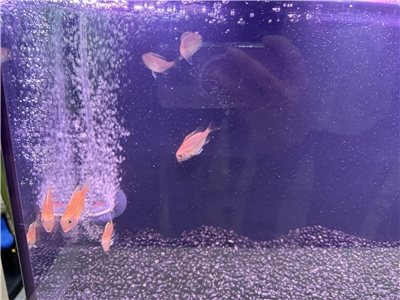 Le ministère de l’Agriculture a annoncé la reproduction artificielle et d’élevage du Dentex tumifrons