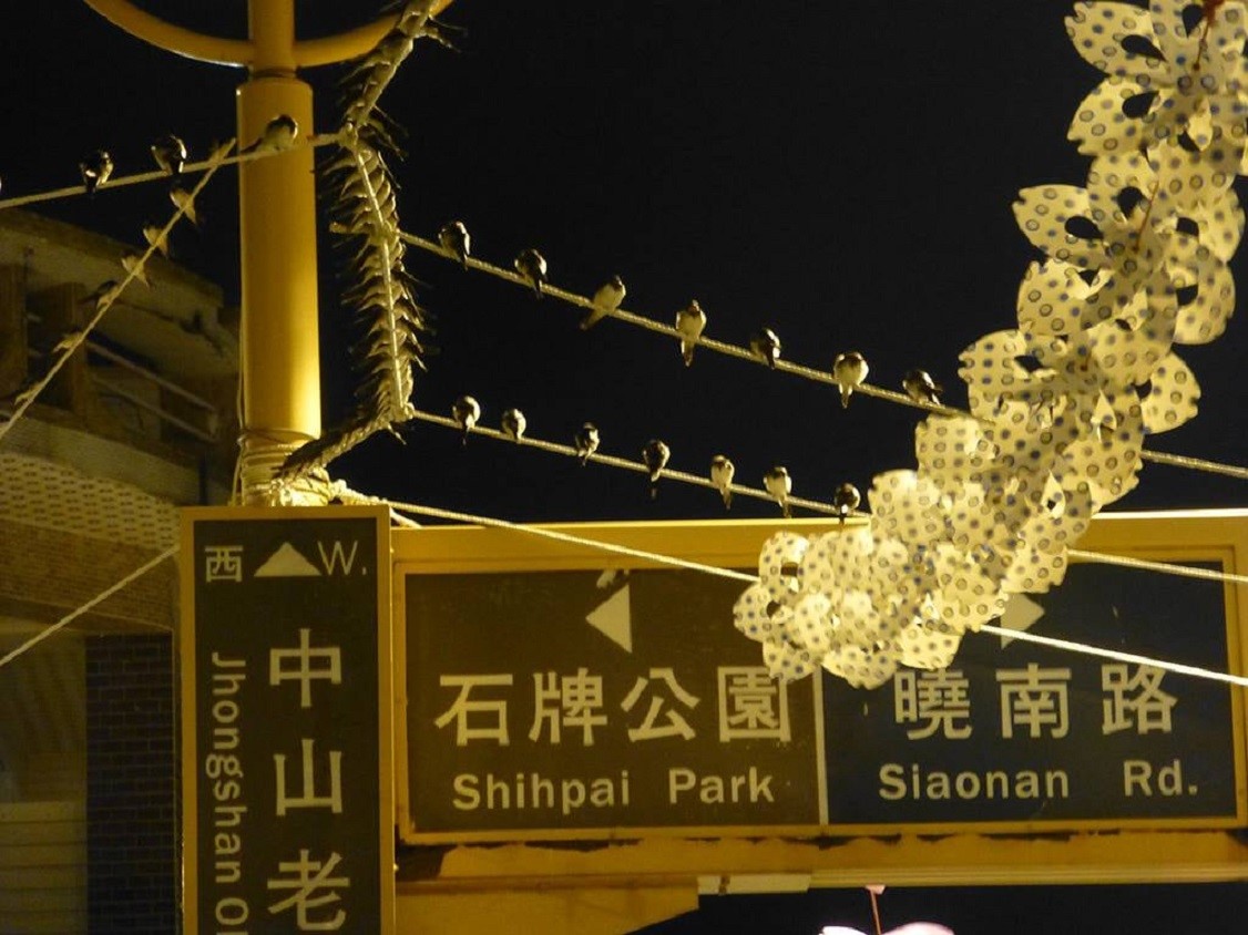 Les hirondelles se reposent sur des fils électriques (Photo fournie par Tsai Yi-rong)