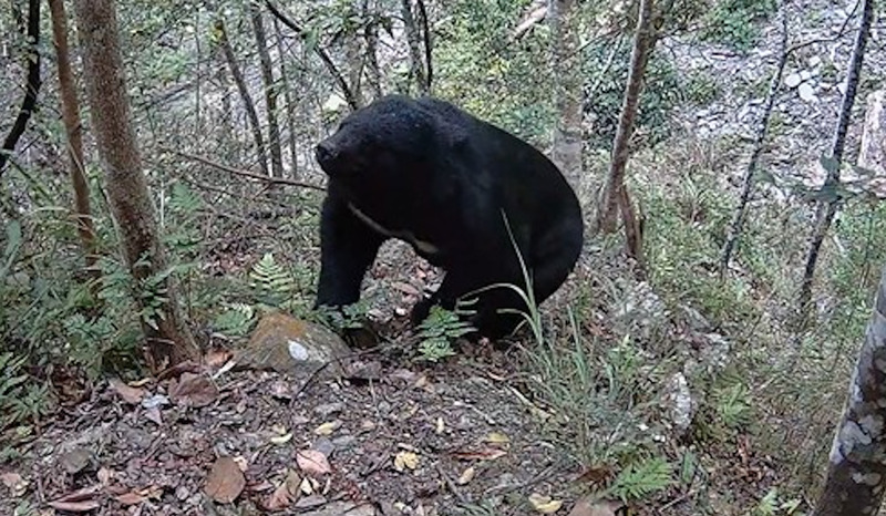 Un ours photographié dans la montagne dans le centre de Taïwan (Photo CNA)