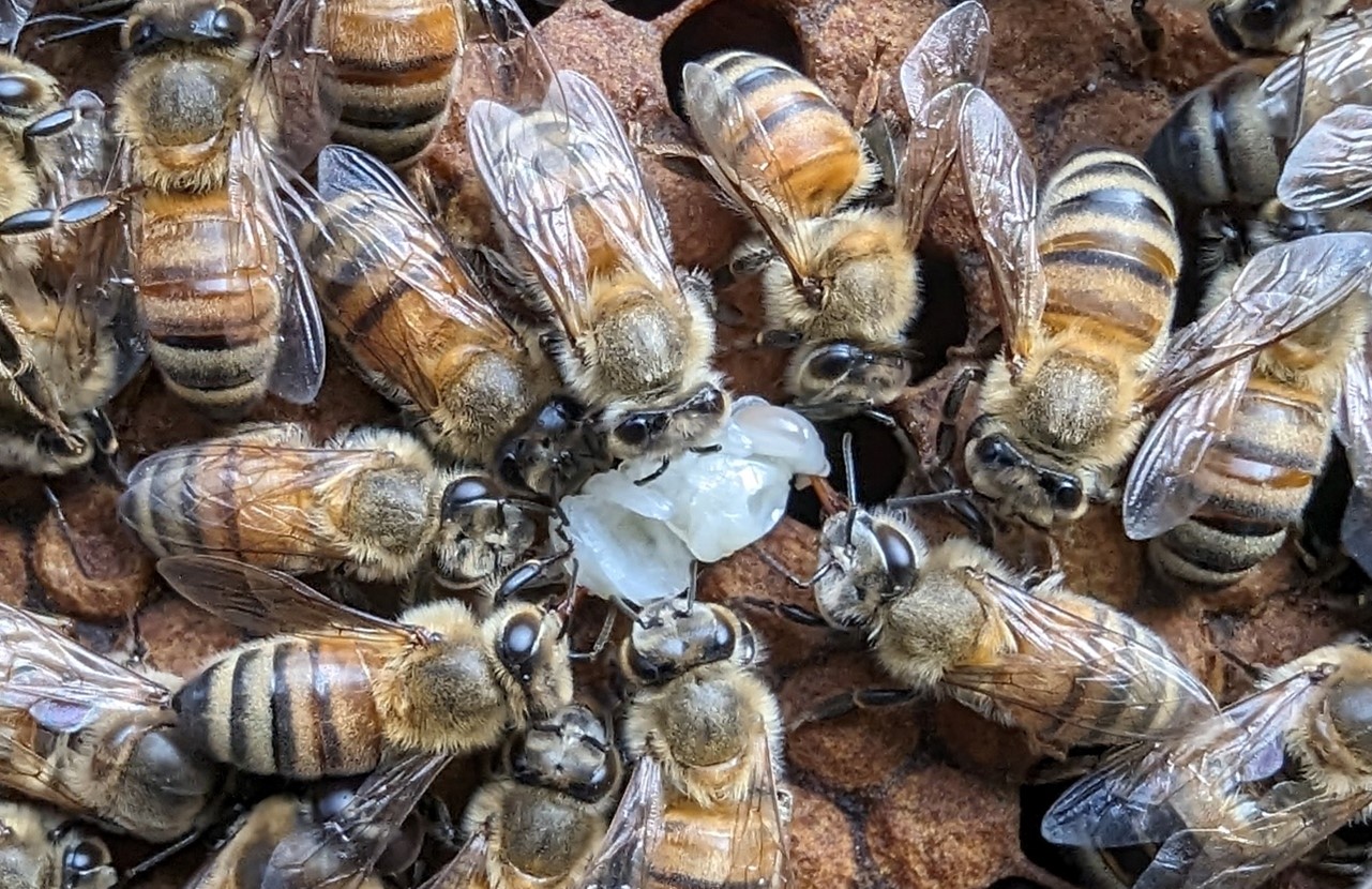 Des abeilles développées par le centre de recherche agricole de Miaoli (Photo fournie par le centre de Miaoli)