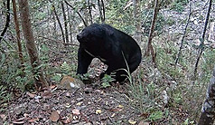 Un ours photographié dans la montagne dans le centre de Taïwan (Photo CNA)