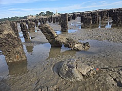 Une limule observée à Kinmen (photo, CNA)
