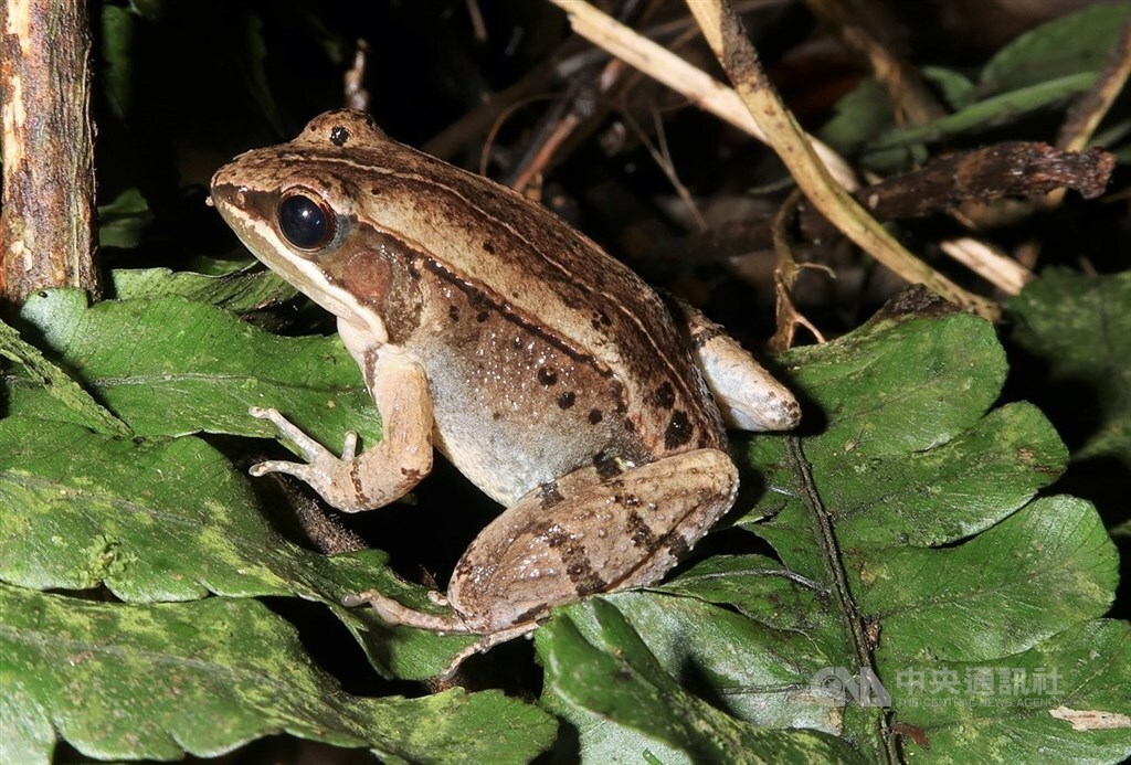 La grenouille musicale Nidirana shyhhuangi (Photo CNA)