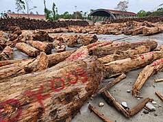 Bois flottant (Photo CNA fournie par l'administration des affaires forestières)