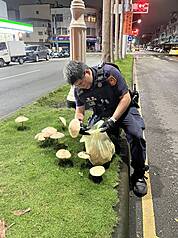 Un policier enlevait des champignons poussés en plein milieu des rues de Kaohsiung en raison de sécurité routière (Photo CNA)
