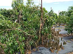 Taïwan enregistre plus de 500 millions de pertes agricoles suite au passage du typhon Podul (Image : CNA)
