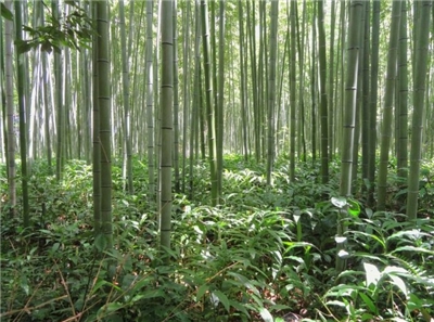 Forêt de bambou (photo Pixabay)