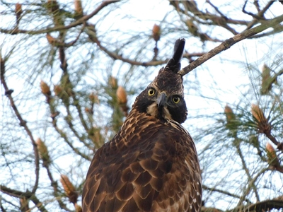 Aigle montagnard (photo : Wikipedia Jagdish Singh Negi)