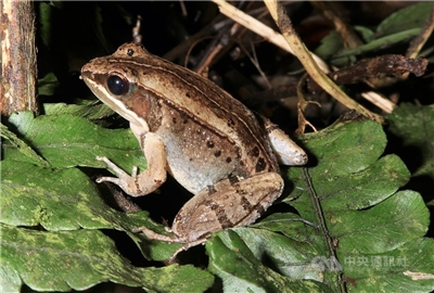 La grenouille musicale Nidirana shyhhuangi (Photo CNA)