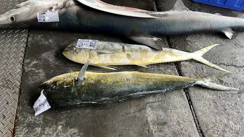 Dorades coryphènes (photo : CNA)