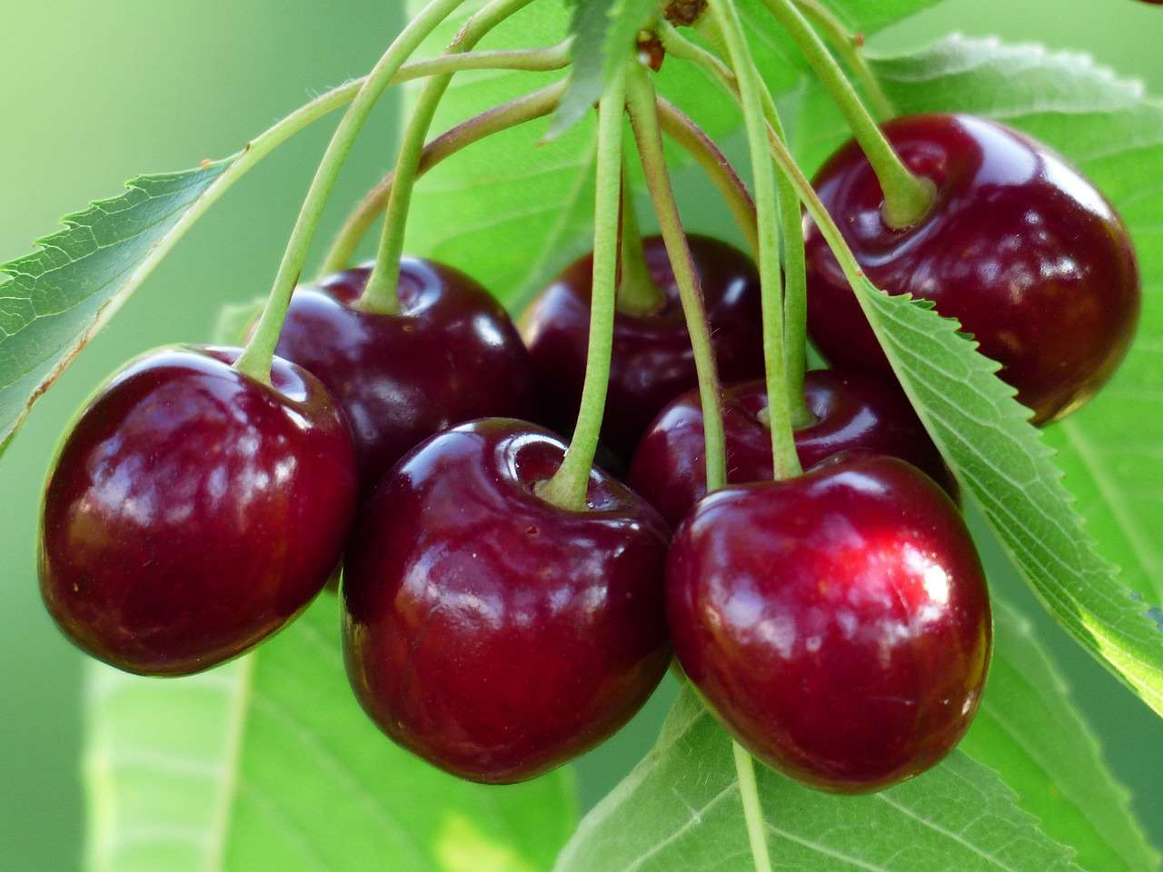 Cerises (photo : Pixabay)