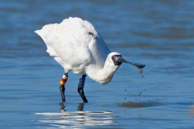 Le botulisme et les collisions listées comme principales causes de décès des oiseaux migrateurs à Taïwan (Image : CNA / Kuo Tung-hui, directeur exécutif de la Tainan Bird Society)