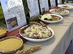Des plats à base de millet des oiseaux présentés lors d'une conférence de presse annonçant l'intégration de cette céréale aux repas de 29 écoles (photo : CNA)
