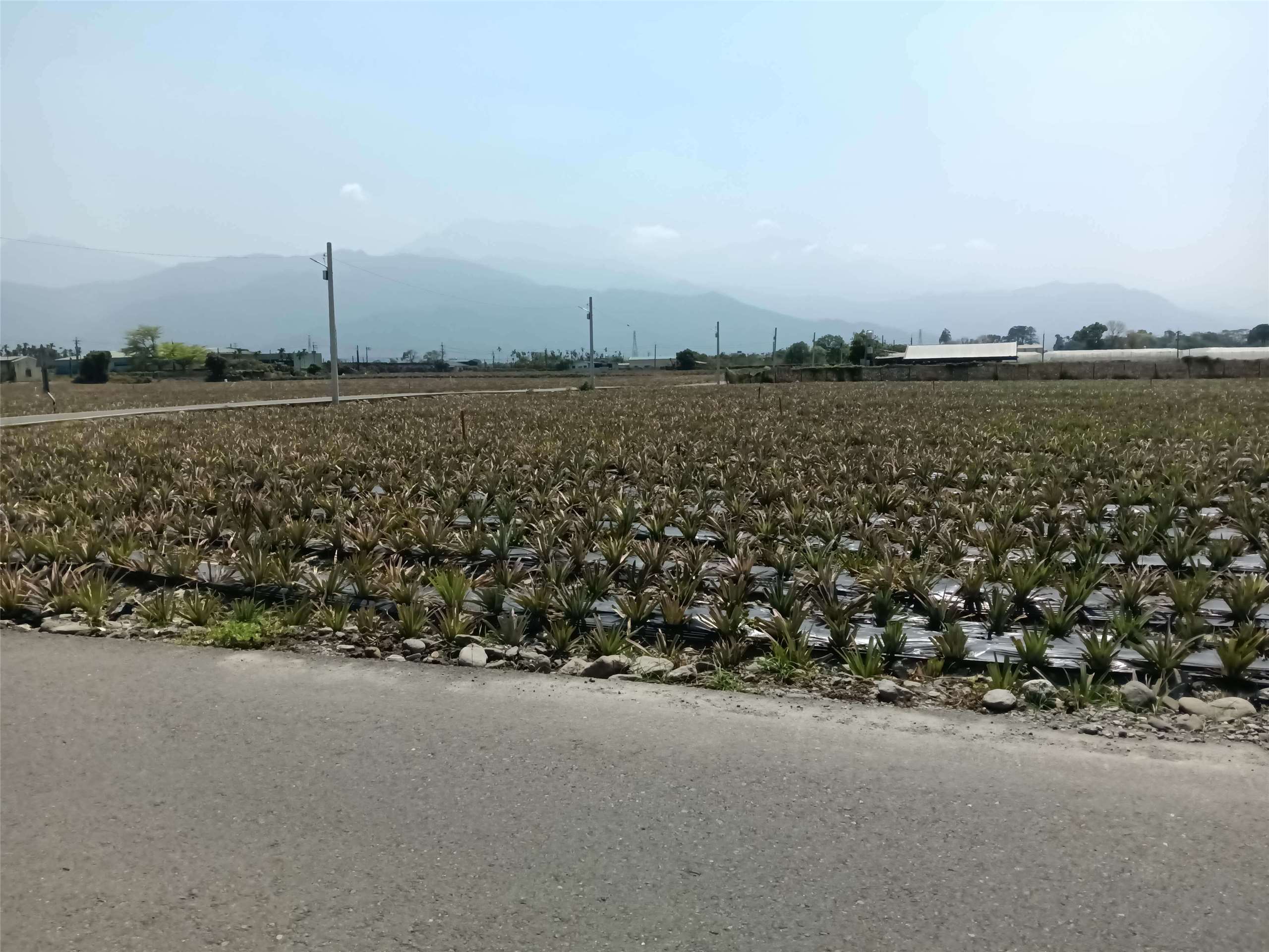 Plantation d'ananas à Pingtung (photo fournie par Victor Besnier et Pierre Lucas ) 