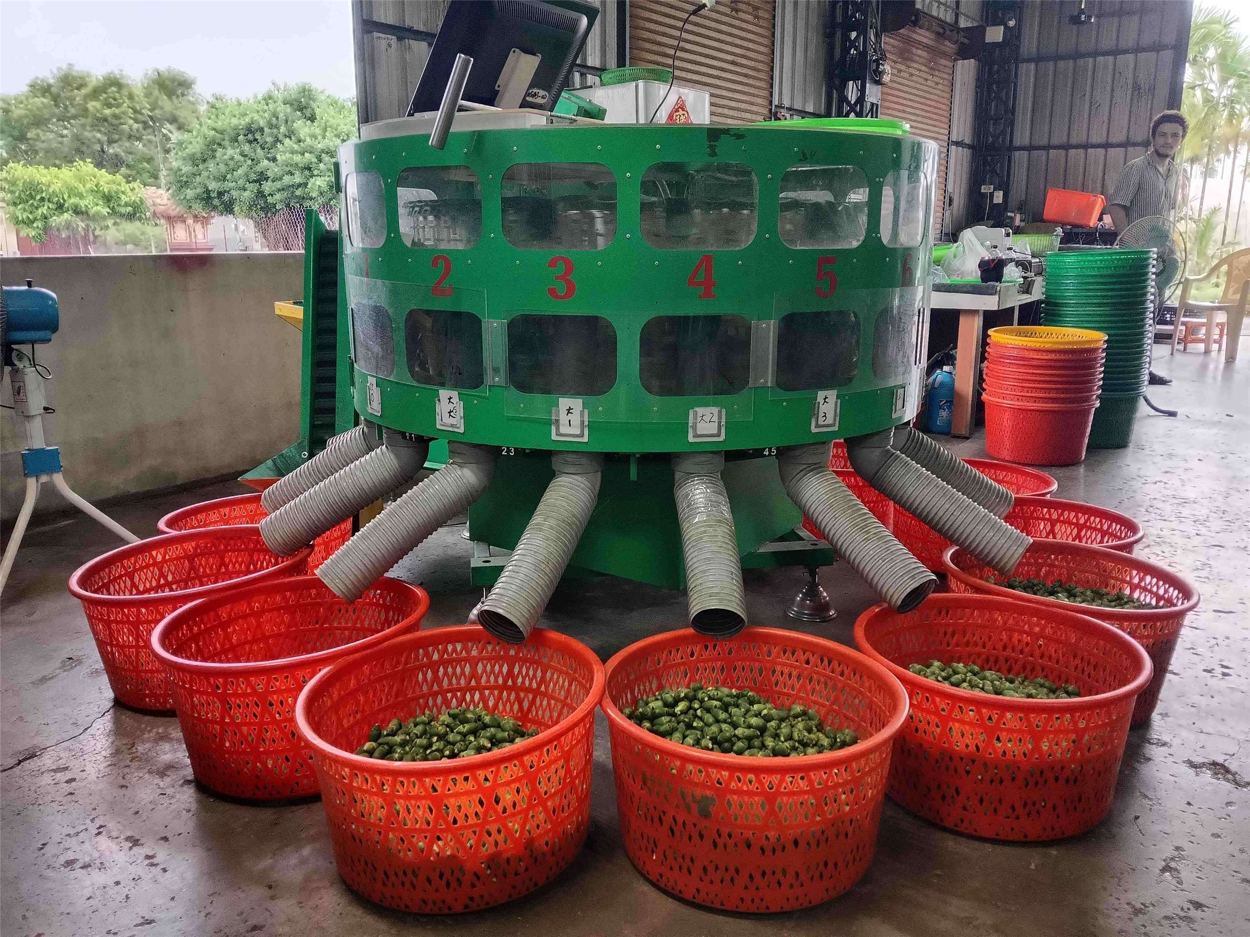 Machine utilisée par les grossistes de noix d'arec pour les trier (photo fournie par Victor Besnier et Pierre Lucas) 