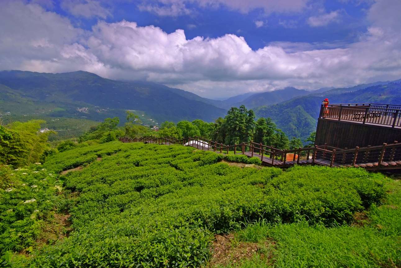 Champ de thé des hautes montagnes (source: Comté de Chiayi)