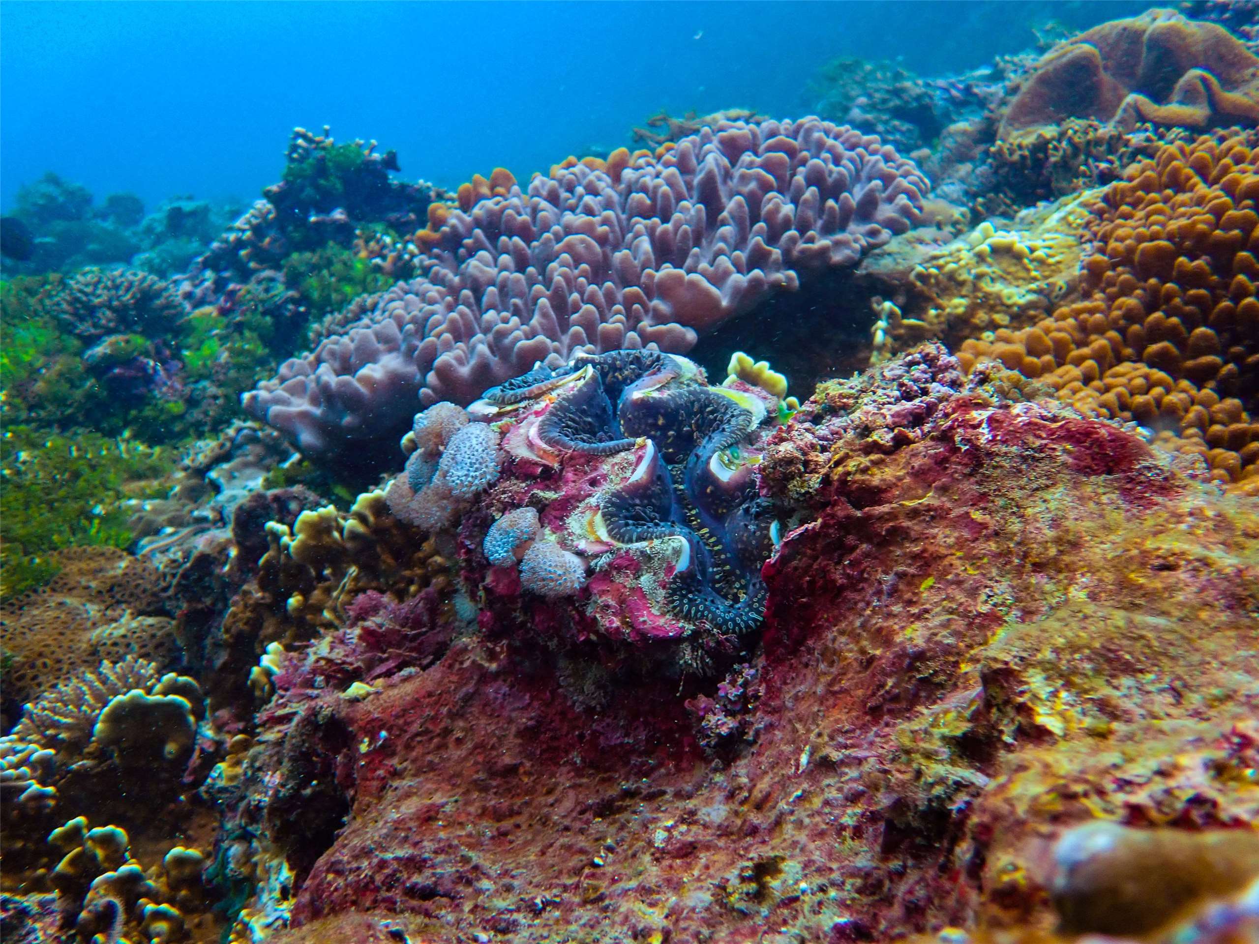 Des bénitiers de ShiTiPing à Hualien (Photo : Chen Jie-min)